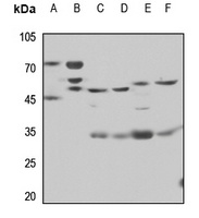 LILRB5 antibody