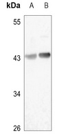 HAPLN4 antibody