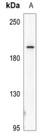 Anti-Myosin-pan (Acetyl-K505) Antibody