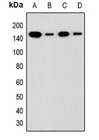 Anti-ADNP Antibody
