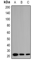 Anti-EID1 Antibody
