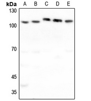 FUK antibody