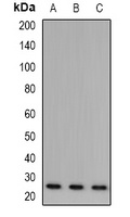 Anti-BART Antibody