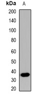 Anti-Manic Fringe Antibody