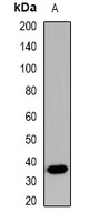 MFNG antibody