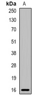 MRPS18C antibody