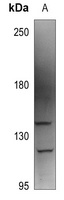 Anti-AAK1 Antibody