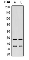 ITPK1 antibody