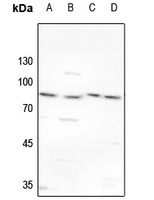 Anti-TBX2/3 Antibody