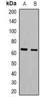 IL16 antibody