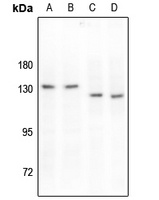 Anti-MERTK/TYRO3 (Phospho-Y749/681) Antibody