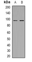 Anti-MERTK/TYRO3 (Phospho-Y753/685) Antibody