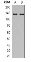 Anti-AMBRA1 Antibody