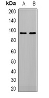 Anti-ATG9A Antibody