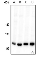 PIK3C3 antibody