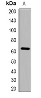 Anti-Cytokeratin-pan Antibody