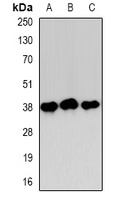 ANXA1 antibody