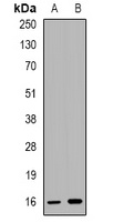 CCL4 antibody