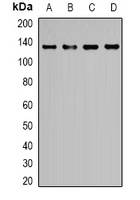 EGF antibody