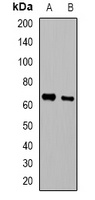 TNFRSF11A antibody