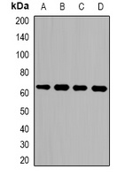 LGALS3BP antibody