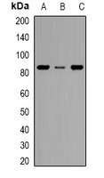 Anti-CD168 Antibody