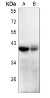 CD53 antibody