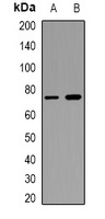 CD93 antibody