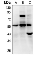 CXCR5 antibody