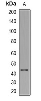 LAMP3 antibody