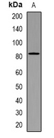 Anti-CD238 Antibody