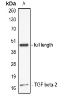 Anti-TGF beta 2 Antibody