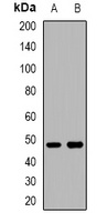 Anti-BMP10 Antibody