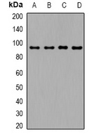 Anti-TGFBR3 Antibody