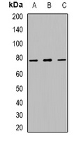 Anti-MUM1 Antibody