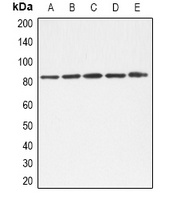 Anti-TLE1/2/3/4 Antibody