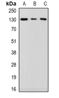 Anti-MIB1 Antibody