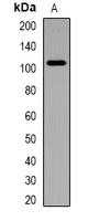 Anti-Catenin delta 1 Antibody