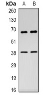 Rel antibody