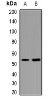 Anti-OCT4 Antibody