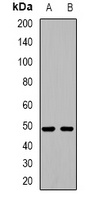 TGFB1I1 antibody