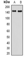 CYFIP2 antibody