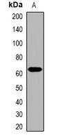 Anti-Collagen 25 alpha 1 Antibody
