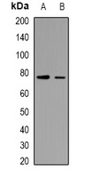 Anti-TRIF Antibody