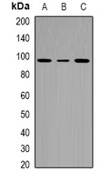 Anti-Cactin Antibody