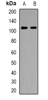 Anti-NLRX1 Antibody