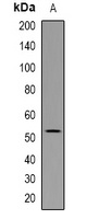 Neurokinin B receptor antibody