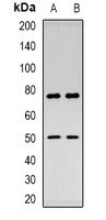 Anti-Thymopoietin Antibody