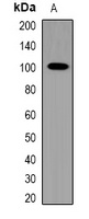 TRPV4 antibody