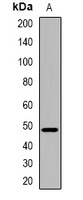 Anti-CRHR2 Antibody